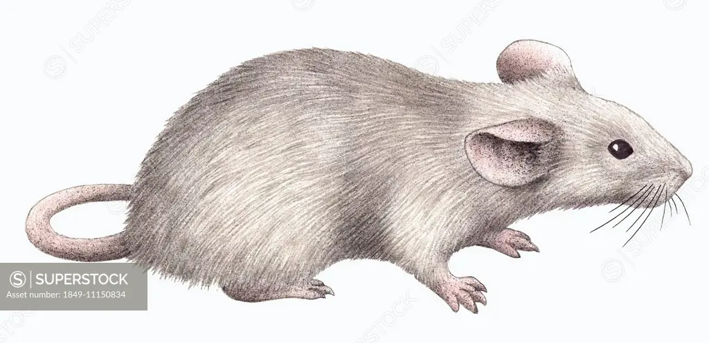Close up of white mouse (Mus musculus) on white background