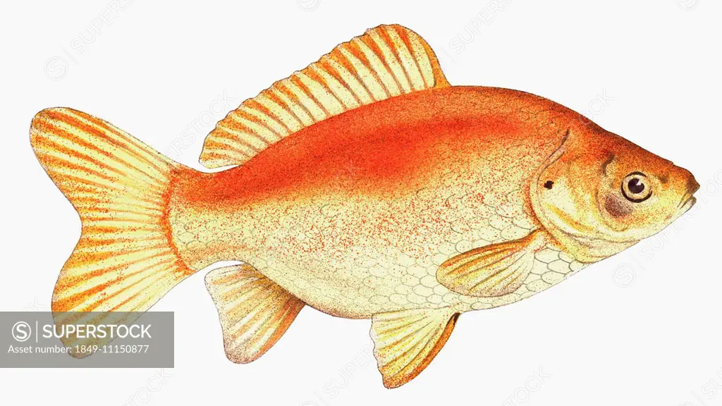 Close up Common goldfish (carassius auratus) on white background