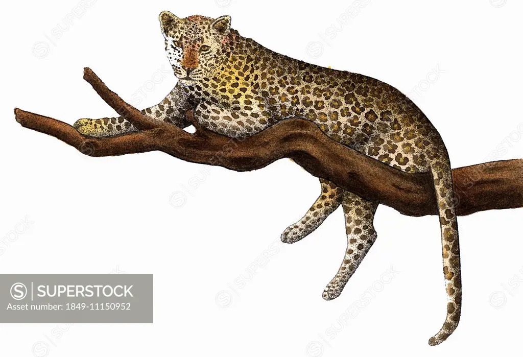 Leopard (Panthera pardus) relaxing on branch