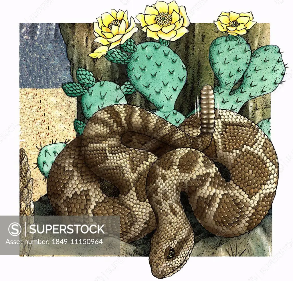 Rattlesnake (Crotalus) coiled near cactus