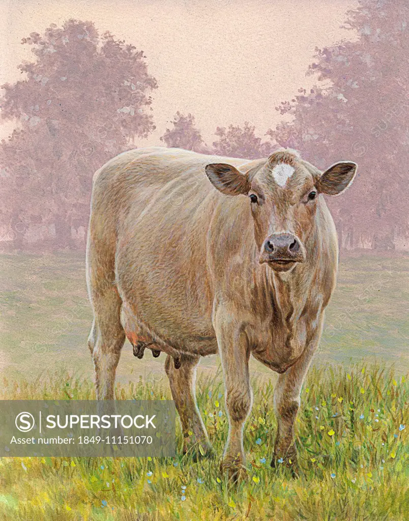Brown cow in meadow looking at camera
