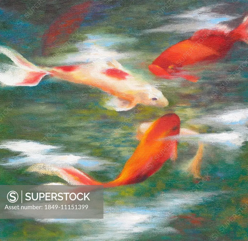 Koi carp goldfish swimming in pond