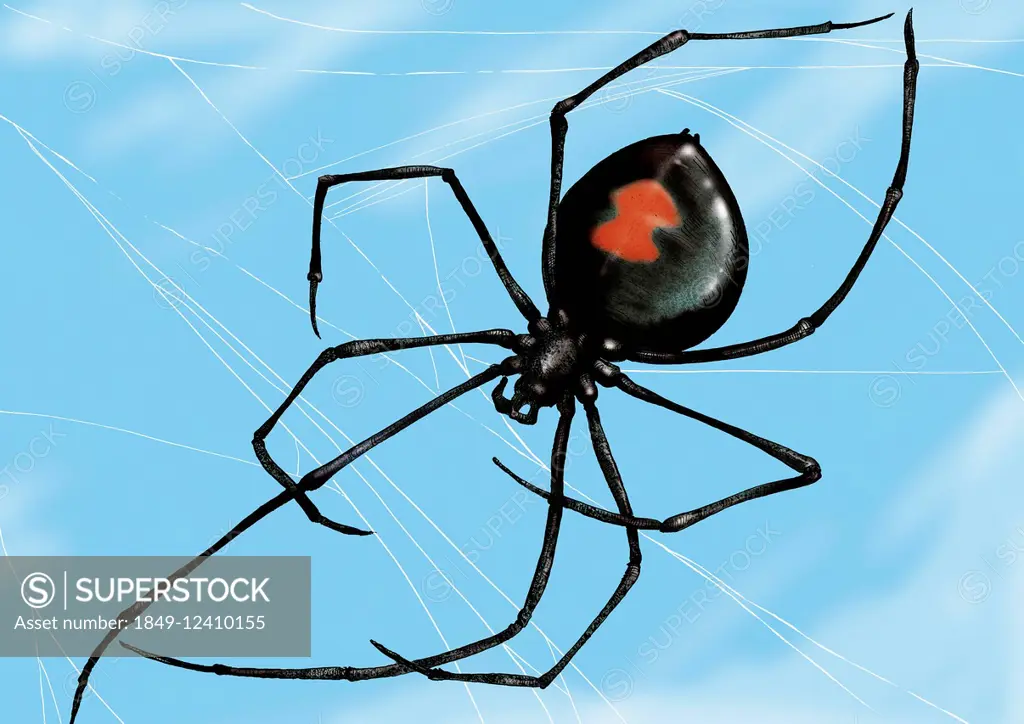 Close up of Black Widow spider in web