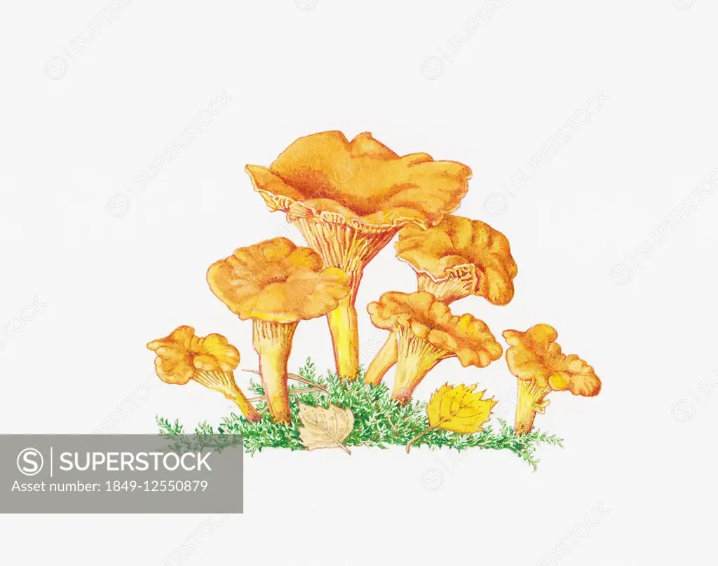 Chanterelle (Cantharellus Cibarius) mushrooms