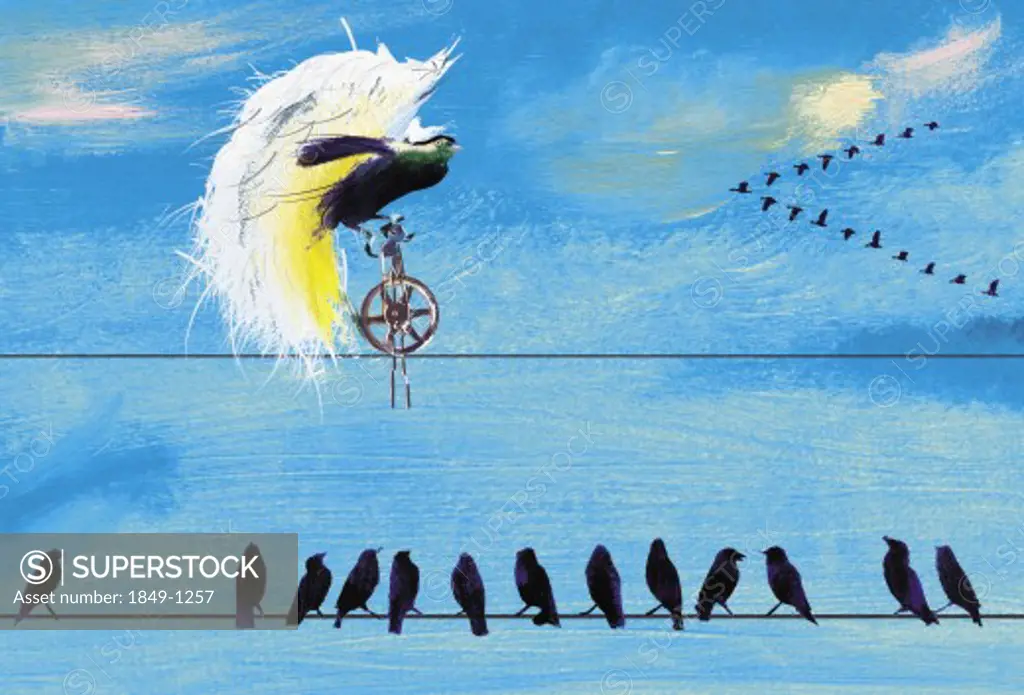 Birds on telephone wire watching exotic bird rice unicycle
