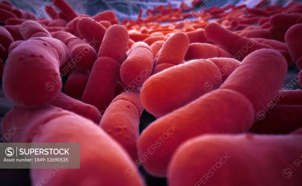 Magnification of lots of red bacteria
