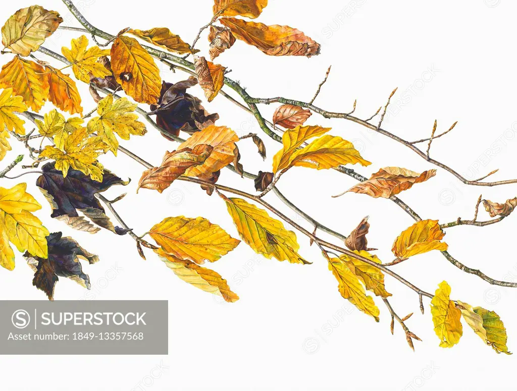 Close up watercolor painting of autumn leaves on twigs