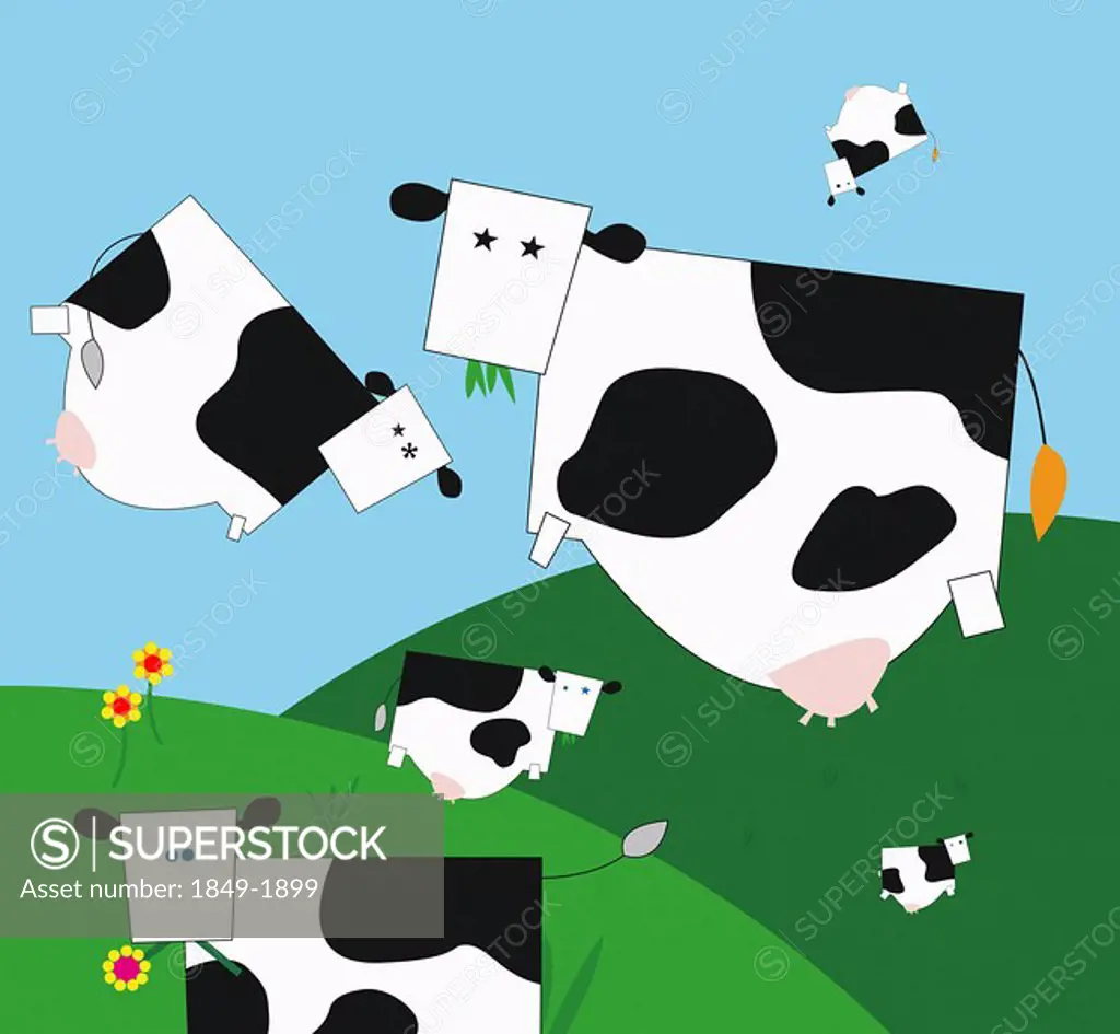 Square cows