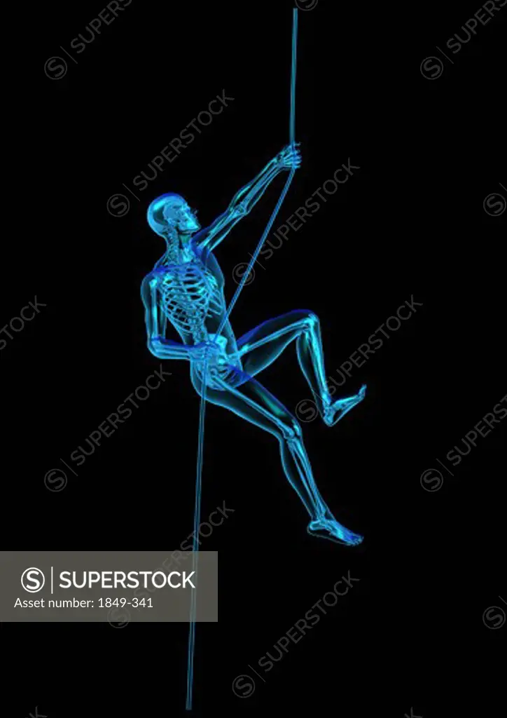 Anatomical man climbing rope