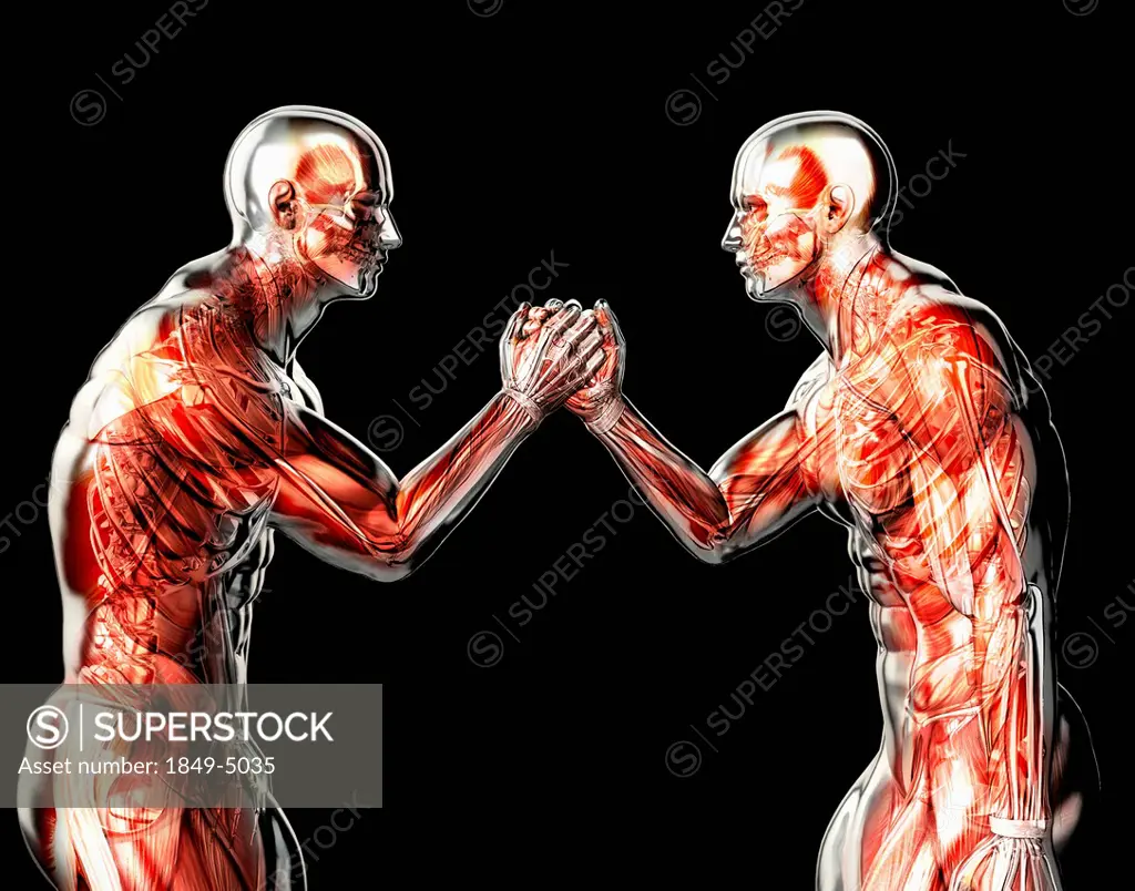 Male anatomical models arm wrestling on black background