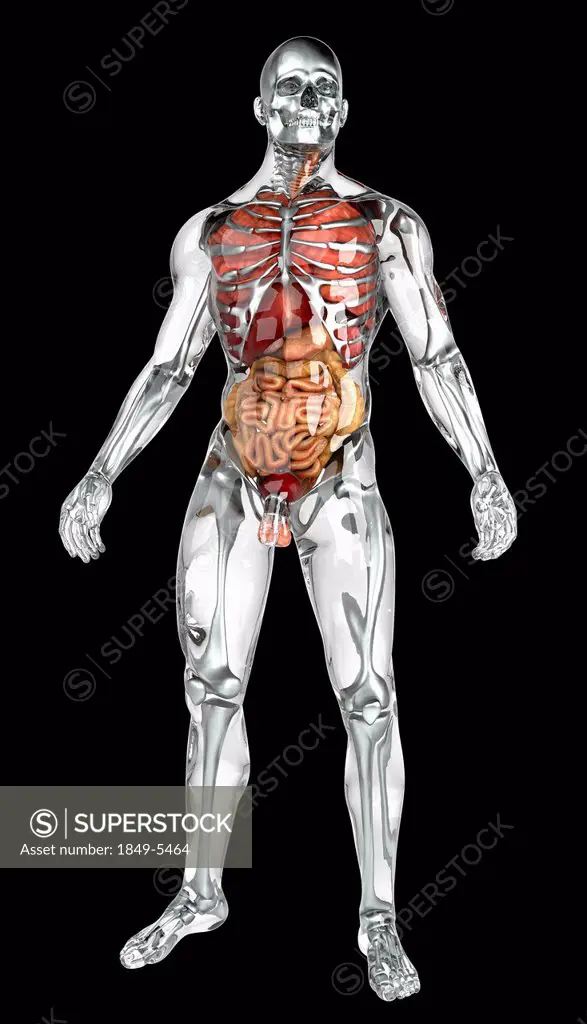 Human organs in transparent anatomical model