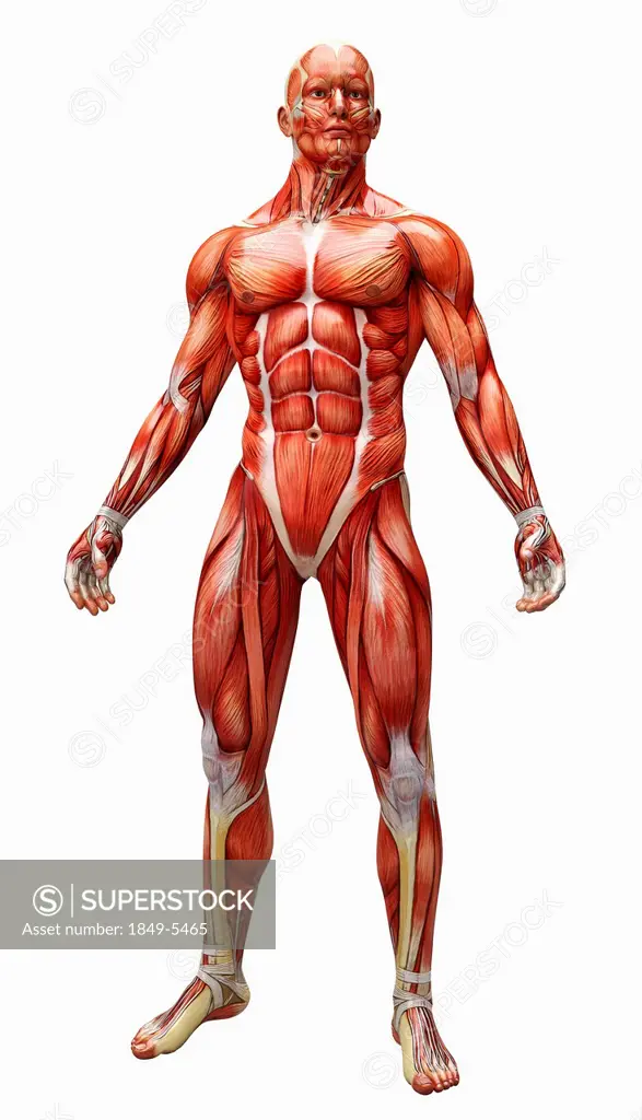 Human muscles and tendons covering anatomical model
