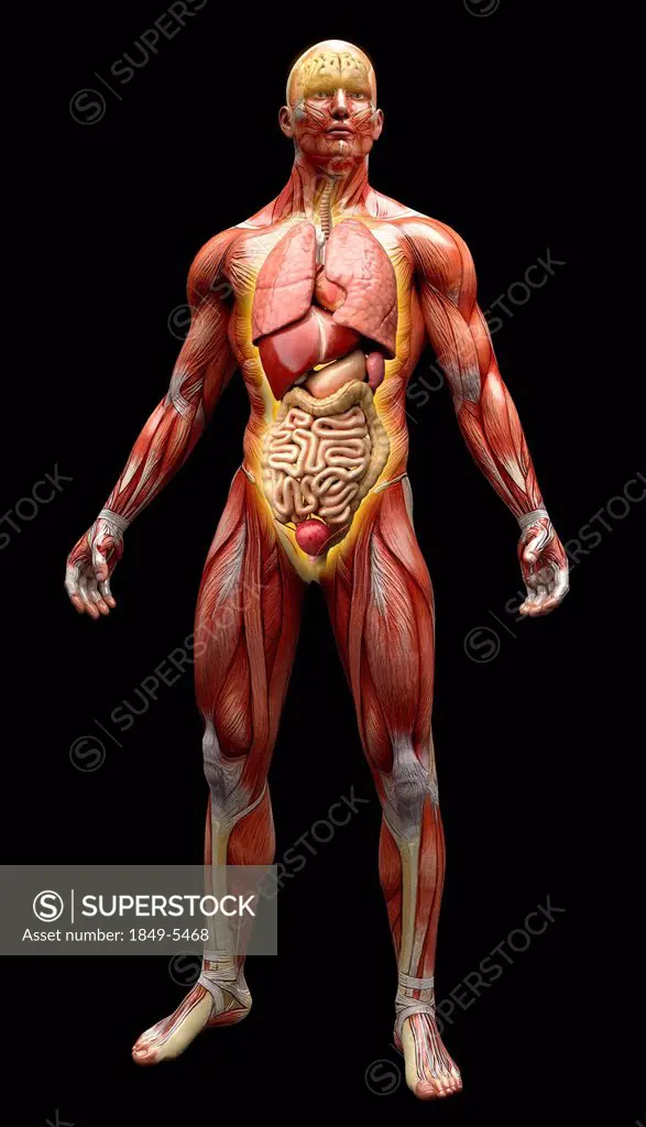 Human muscles, tendons and organs of anatomical model