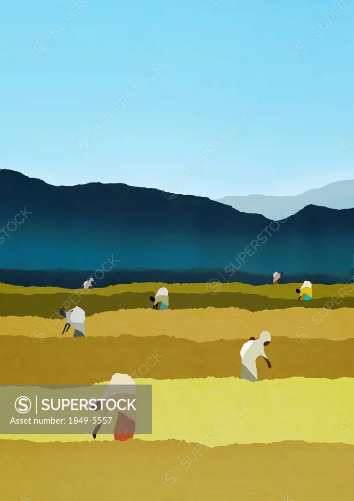 Farm workers bending in rural field