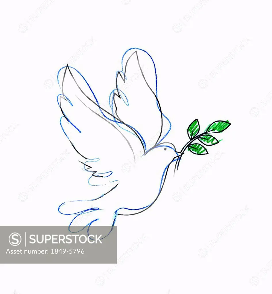 Drawing of dove carrying olive branch