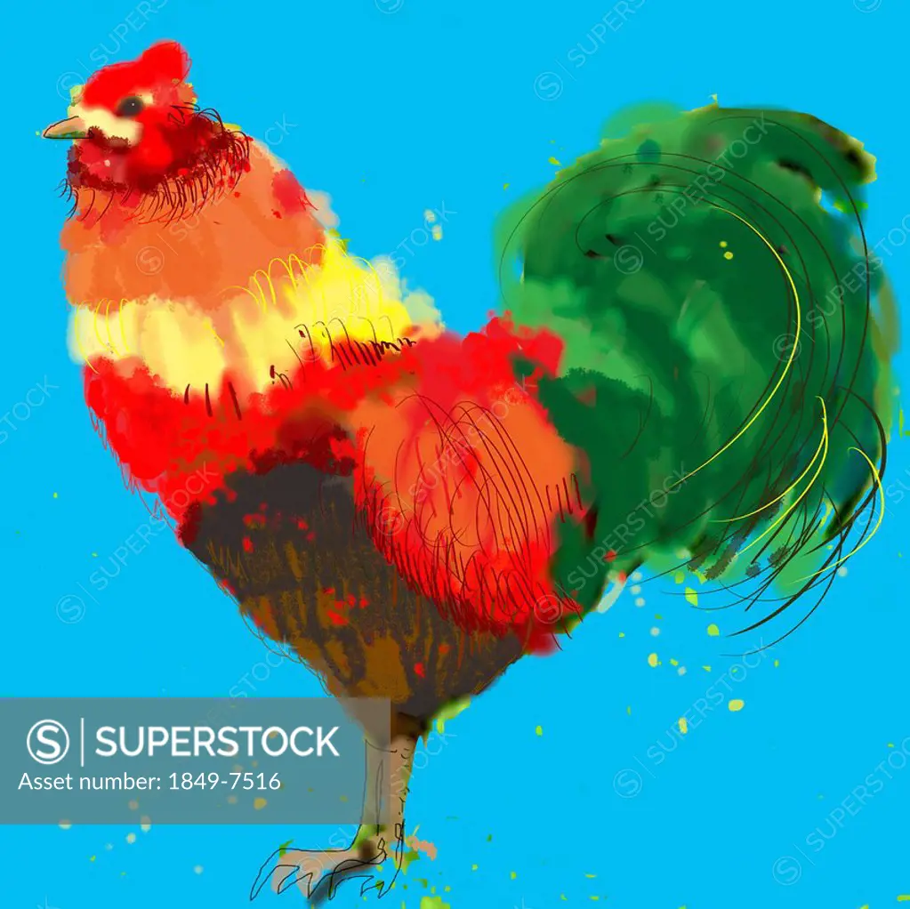 Close up of colorful rooster