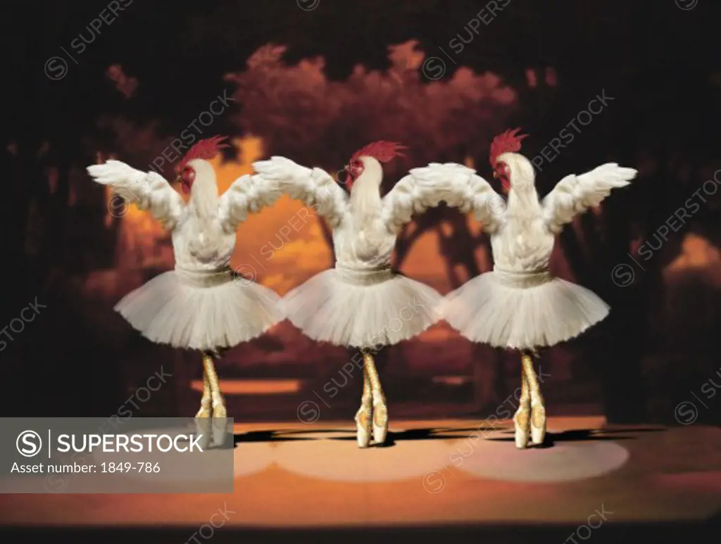 Roosters dancing ballet