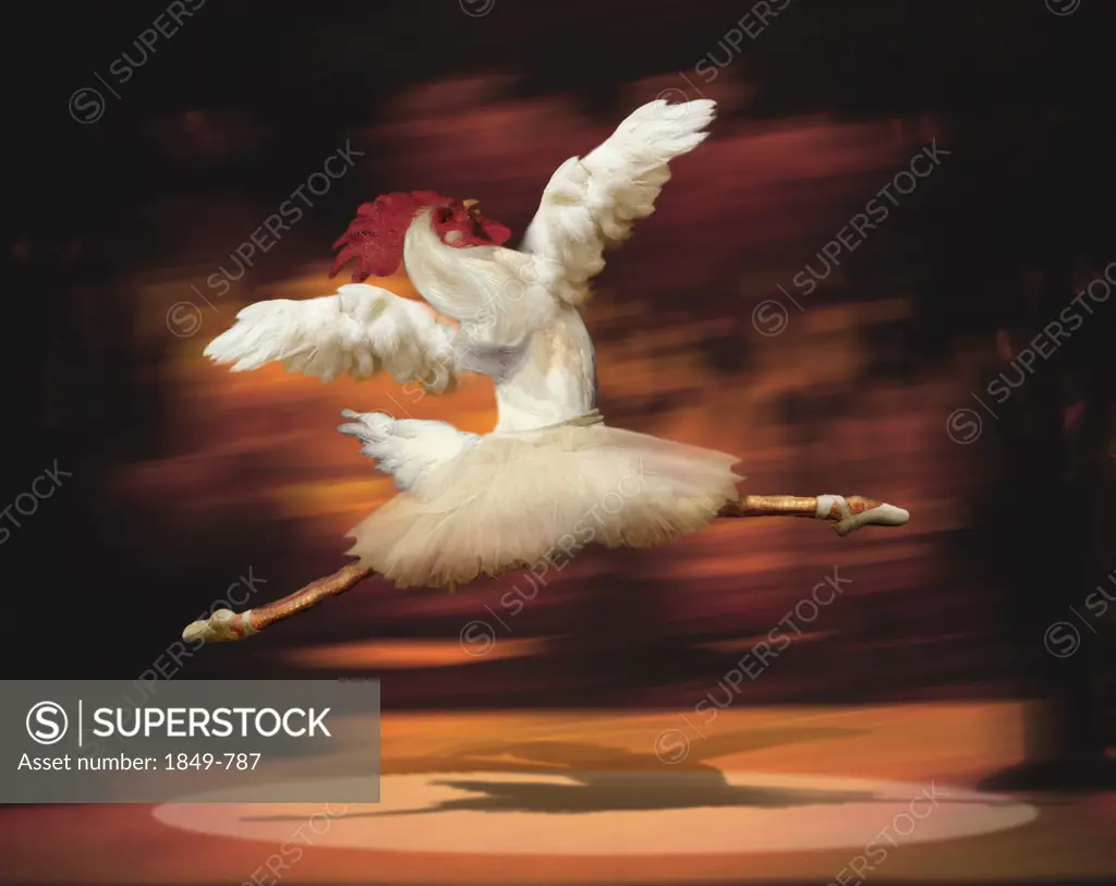 Rooster dancing ballet