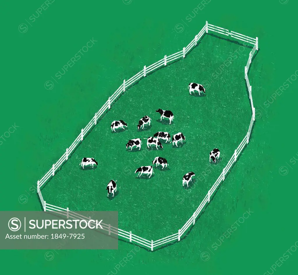 Dairy cows eating grass inside of white fence forming pasture field in shape of milk bottle