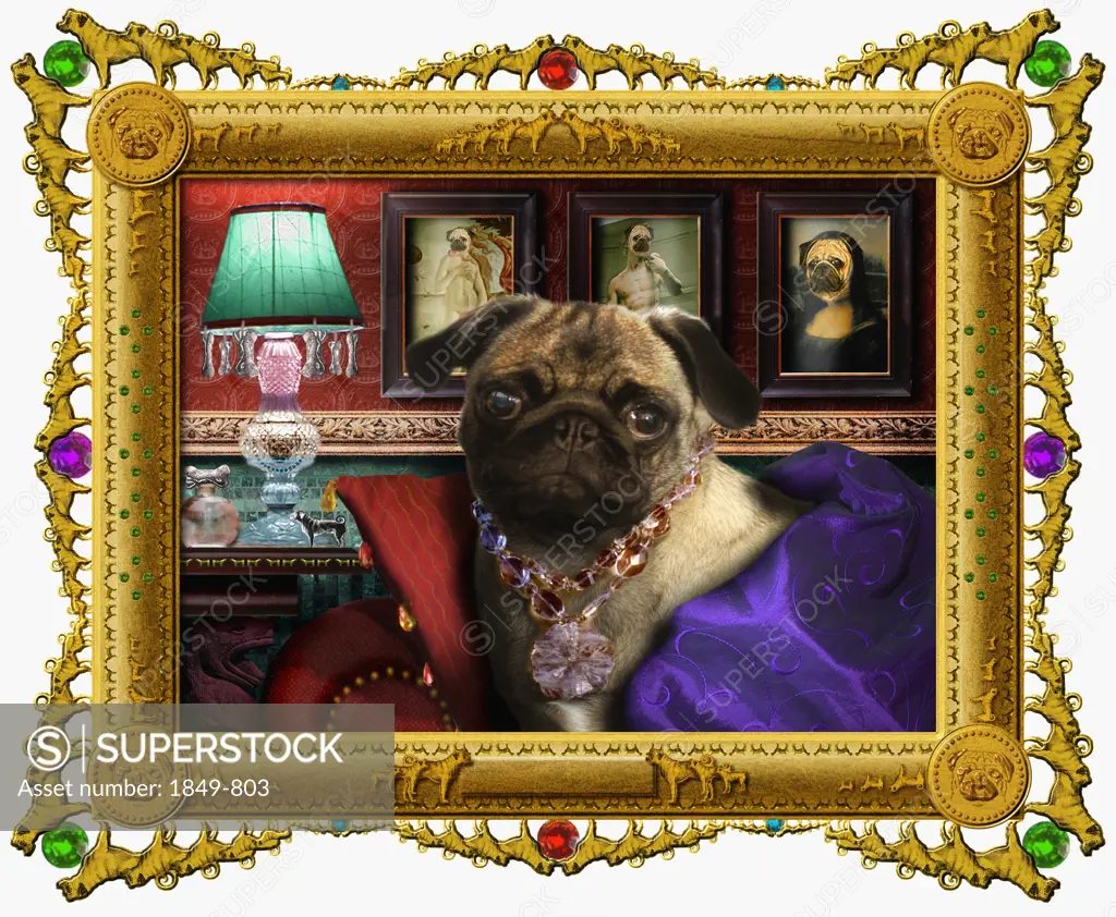 Ornate portrait of dog in glamorous clothing