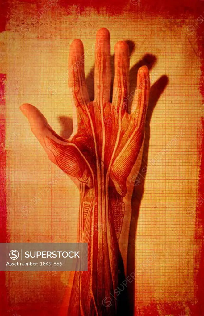Man's hand with muscle and tendons showing
