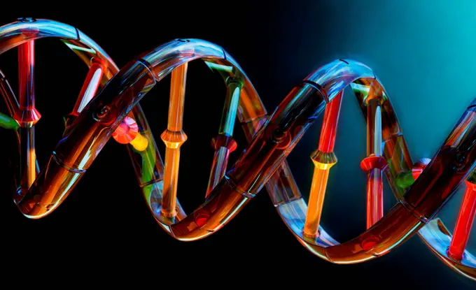 Multicolored dna double helix