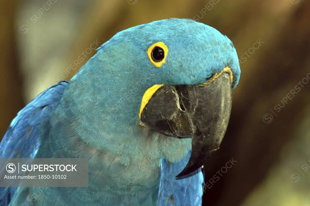 Singapore, Jurong, Jurong Bird Park. Portrait Of A Green And Blue Parrot