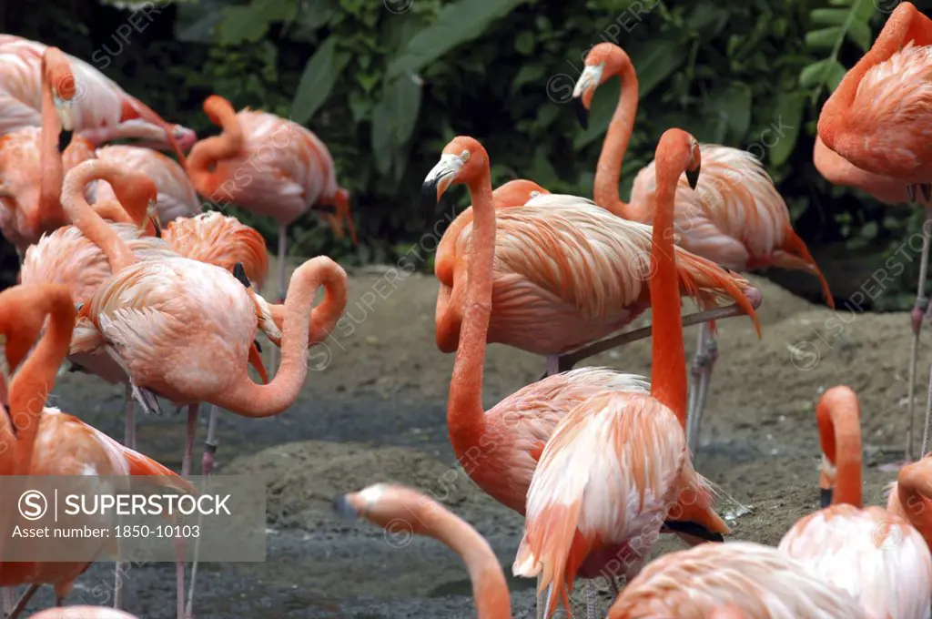Singapore, Jurong, Jurong Bird Park. Group Of Pink Flamingoes