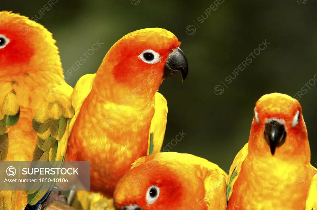Singapore, Jurong, Jurong Bird Park. Group Of Yellow And Red Parakeets