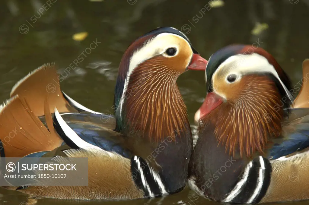 Singapore, Jurong, Jurong Bird Park. Portrait Of Two Mandarin Ducks