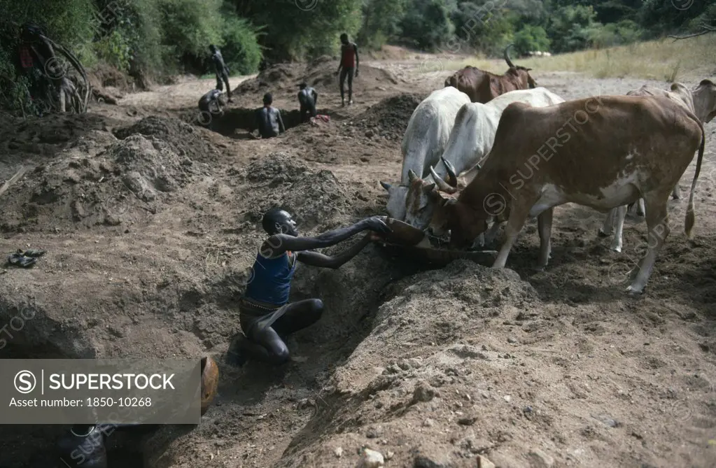 Uganda, Karamoja, Karamojong Cattle Herd Being Watered At Wells Dug Into Dry River Bed.