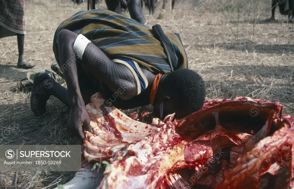 Uganda, Karamoja  , Karamojong Warrior Drinking Blood From Sacrificed Bull.