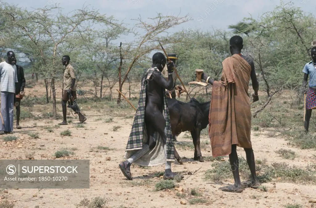 Uganda, Karamoja  , Karamojong Warriors Sacrificing Bull At Akuidakin Ceremony Calling For Rain.