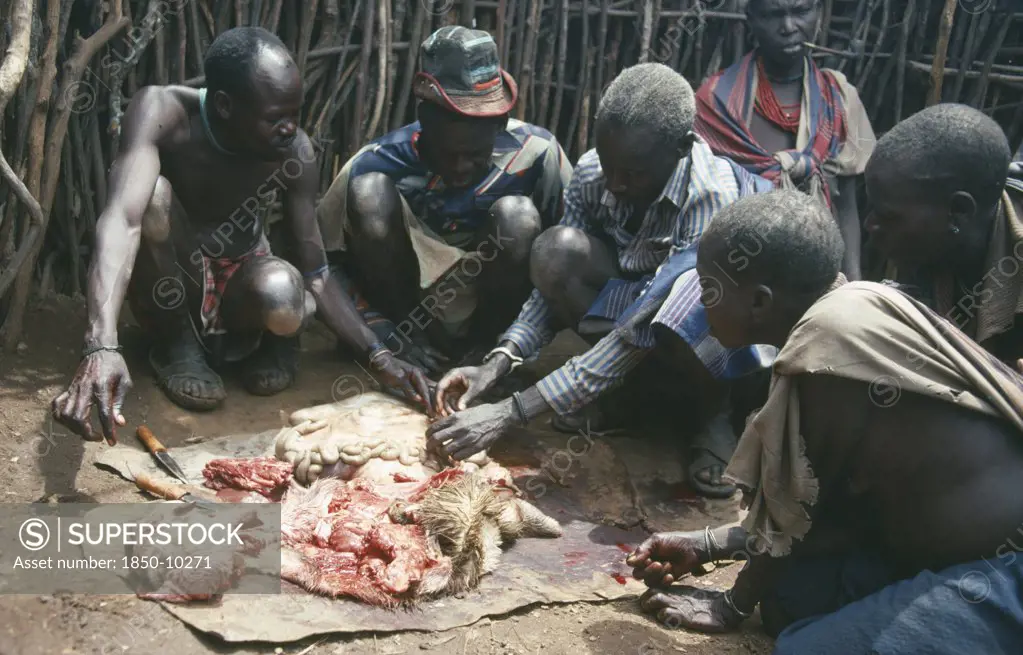Uganda, Karamoja  , Karamojong Elders Examining Intestines Of Sacrificed Sheep To Foretell Future.