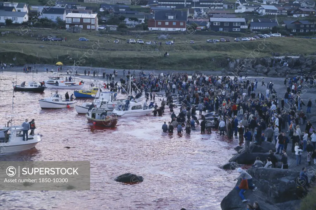 Denmark, Faroe Islands, Streymoy Island, Torshavn.  Grindadrap Traditional Killing Of Pods Of Pilot Whales.  Crowds Gathered On Beach To Watch Flotilla Of Small Fishing Boats Bring In Whale Carcasses.