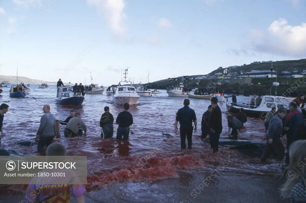 Denmark, Faroe Islands, Streymoy Island, Torshavn.  Grindadrap Traditional Killing Of Pods Of Pilot Whales.  People On Beach Watching Flotilla Of Small Fishing Boats Bring In Whale Carcasses.