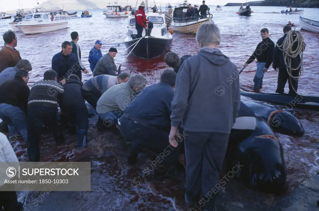 Denmark, Faroe Islands, Streymoy Island, Torshavn.  Grindadrap Traditional Killing Of Pods Of Pilot Whales.  Crowds On Beach Meeting Small Fishing Boats Bringing In Whale Carcasses.  Sea Red With Blood.