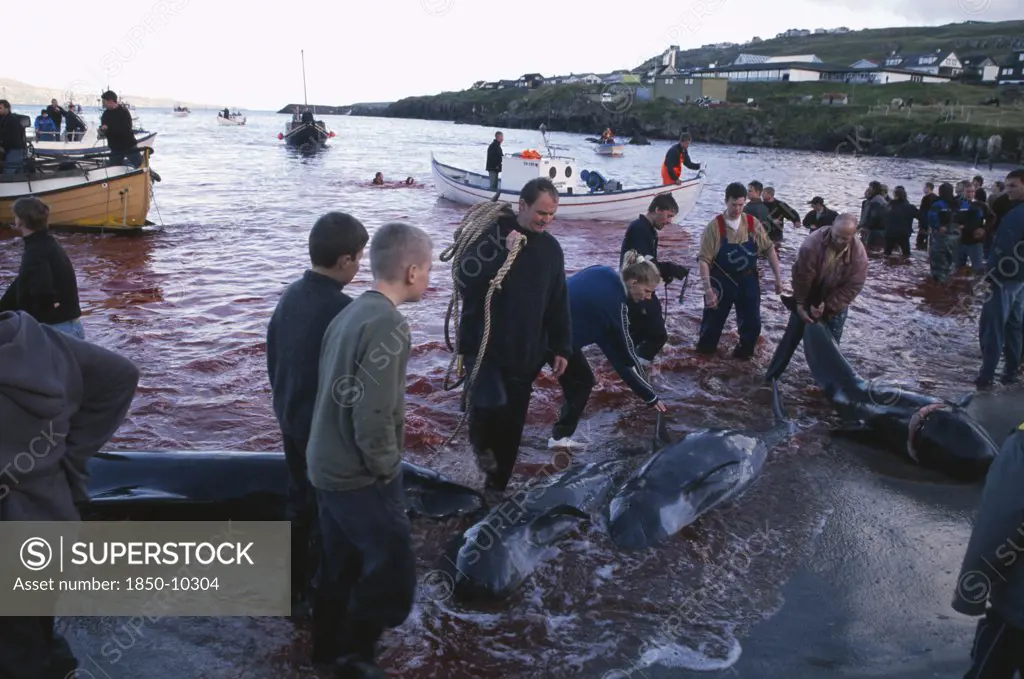 Denmark, Faroe Islands, Streymoy Island, Torshavn.  Grindadrap Traditional Killing Of Pods Of Pilot Whales.  Crowd Gathered On Beach To Meet Small Fishing Boats Bringing In Whale Carcasses.