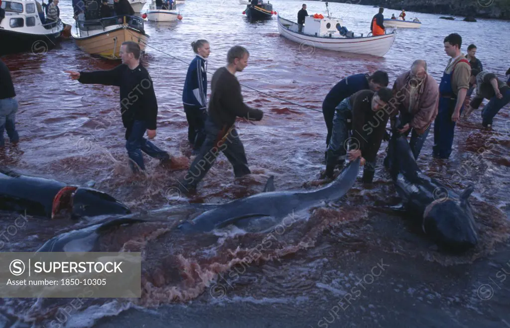 Denmark, Faroe Islands, Streymoy Island, Torshavn.  Grindadrap Traditional Killing Of Pods Of Pilot Whales.  Crowd Gathered On Beach To Meet Small Fishing Boats Bringing In Whale Carcasses.  Sea Red With Blood.