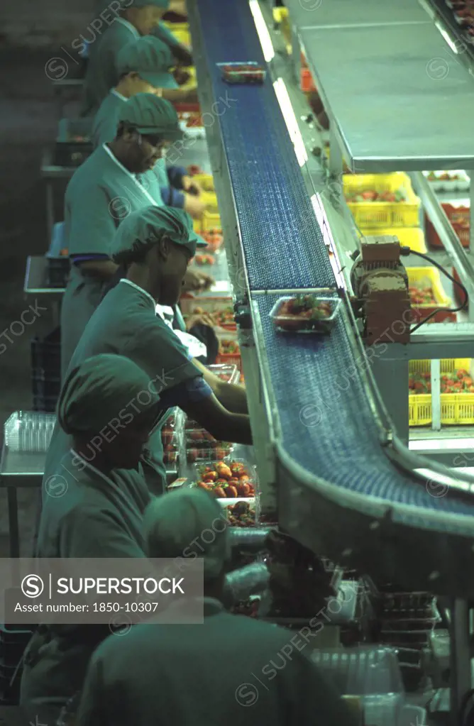 South Africa, Western Cape, Stellenbosch, Female Production Line Workers Grading And Packing Strawberries At Mooiberg Fruit And Vegetable Farm