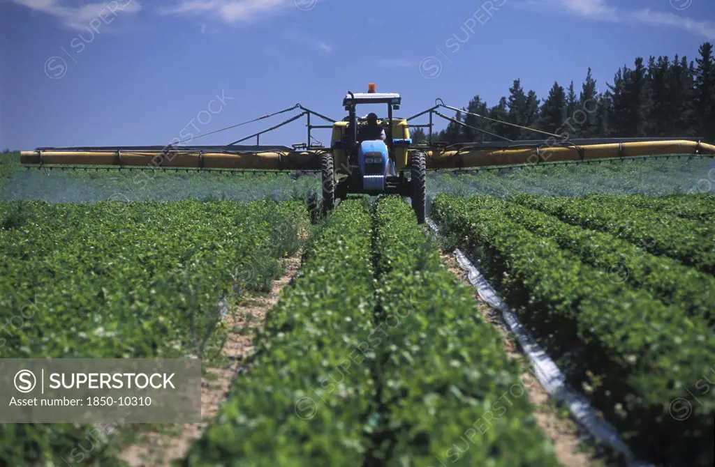 South Africa, Western Cape, Stellenbosch, Agricultural Farm Labourer Spraying Strawberry Fields At Mooiberg Fruit And Vegetable Farm