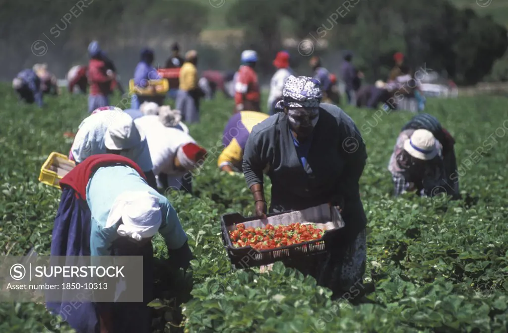 South Africa, Western Cape, Stellenbosch, Agricultural Farm Labourers Picking Strawberries At Mooiberg Fruit And Vegetable Farm