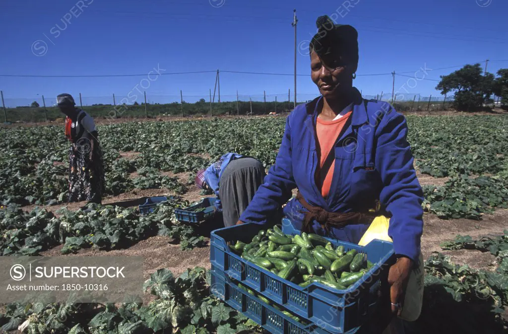 South Africa, Western Cape, Stellenbosch, Agricultural Farm Labourers Picking Cucumbers At Mooiberg Fruit And Vegetable Farm