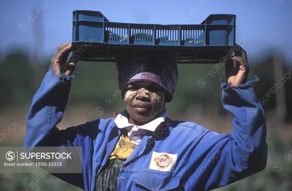 South Africa, Western Cape, Stellenbosch, Agricultural Farm Labourer With Basket Of Cucumbers At Mooiberg Fruit And Vegetable Farm