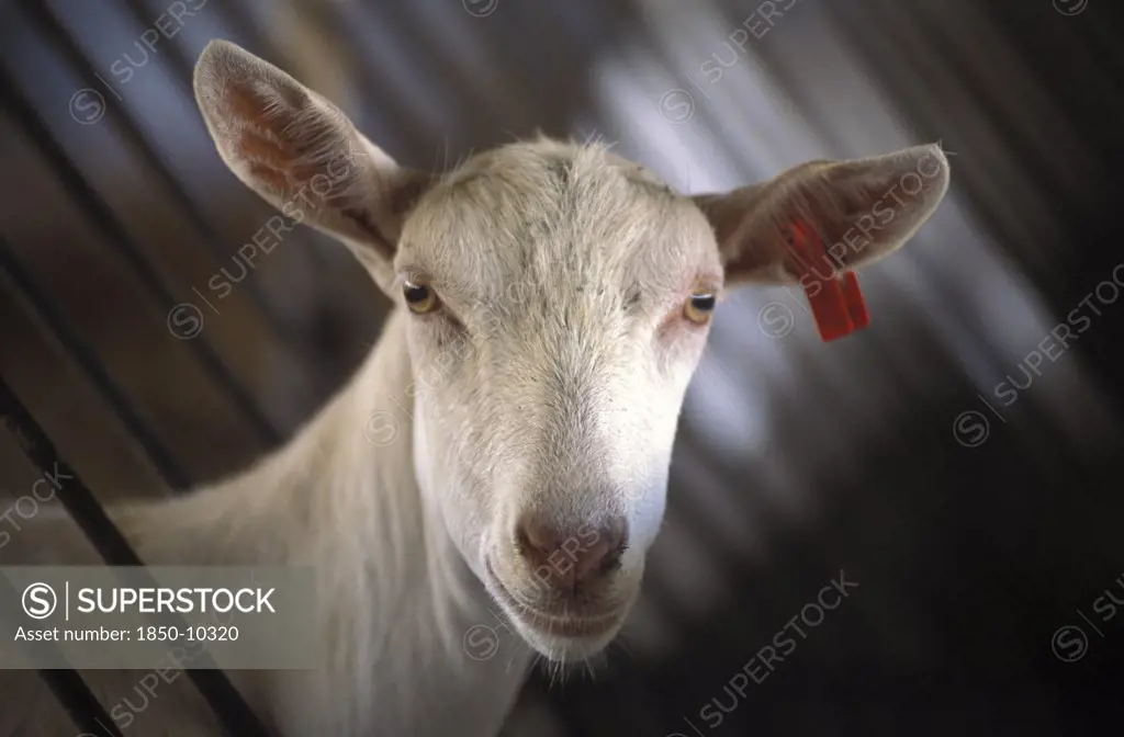 South Africa, Western Cape, Stellenbosch, Portrait Of A Goat Prior To Being Milked At Fairview Goats Cheese And Wine Estate
