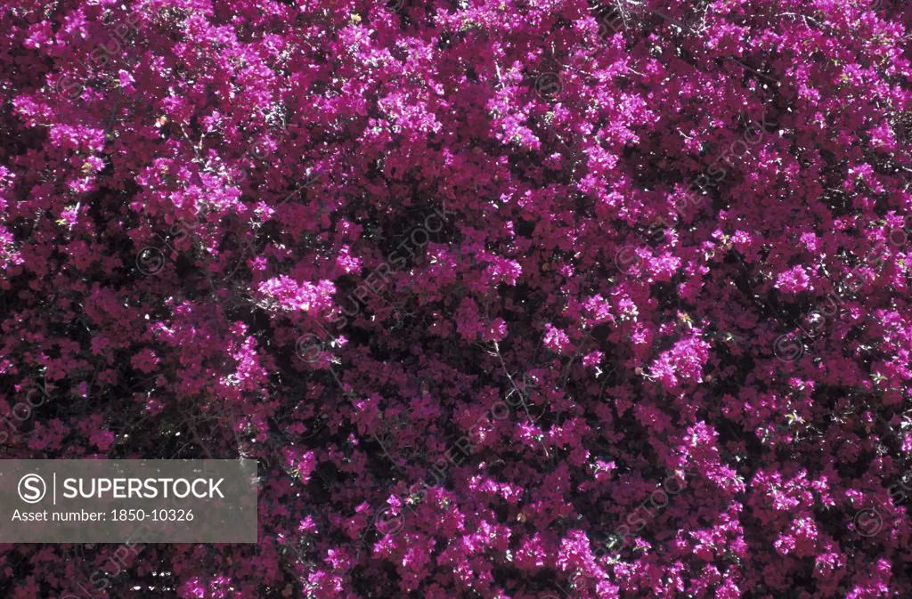 South Africa, Western Cape, Riebeek Kasteel, Close Up Of A Bougainvillea Plant With Purple Pink Flowers
