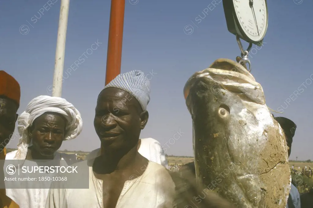 Nigeria, Argungu, Fishing Festival.  Man Weighing Huge Giwan Ruwa Fish Caught During Climax Of Three Day Festival.