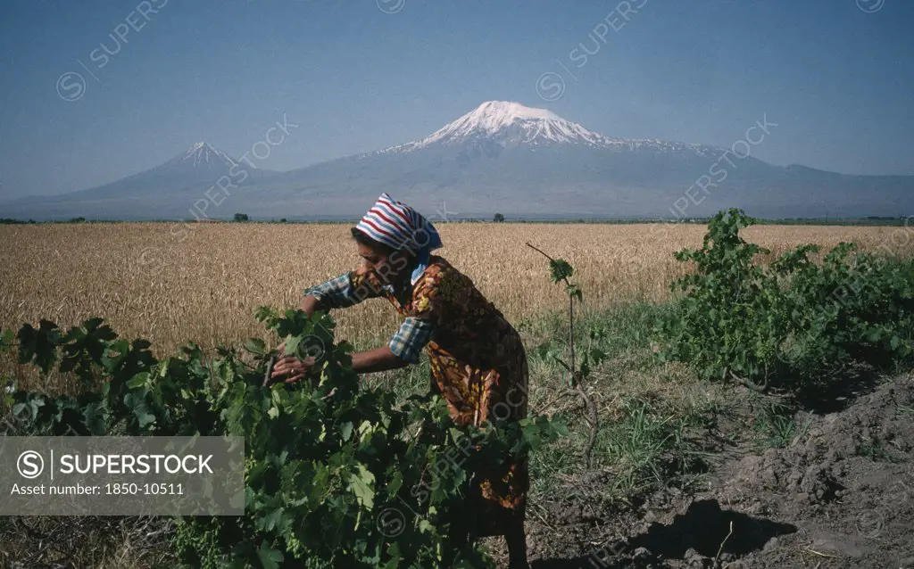 Armenia, Agriculture, Village Woman Working On Vines In Rural Area With Mount Ararat Behind.