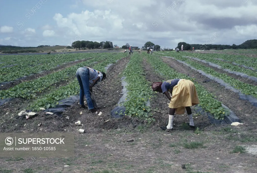 West Indies, Antigua, Agricultural Workers On Melon Farm.