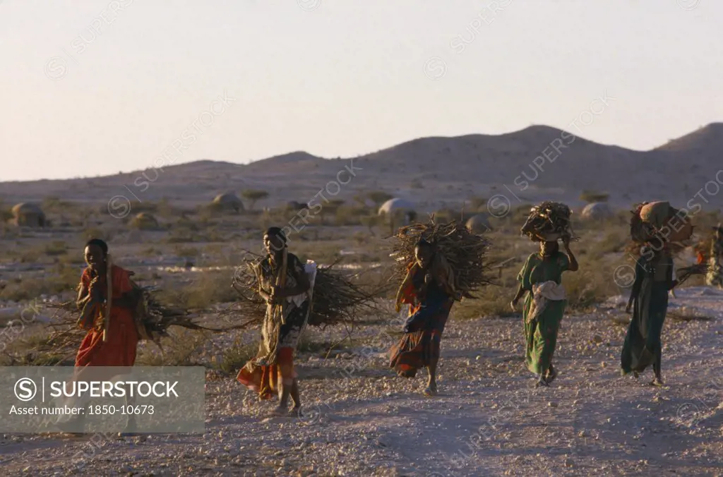 Somalia, Gannet, Line Of Five Women Carrying Bundles Of Firewood In Rural Area.